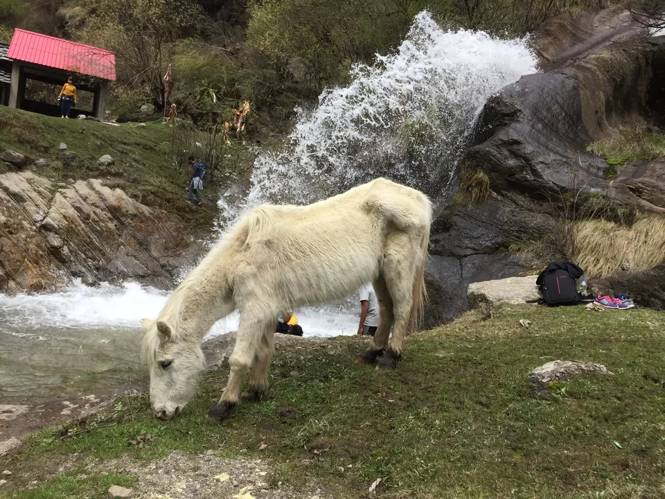 Photo of Kheerganga: A Trek Not To Miss. by The Young Monk
