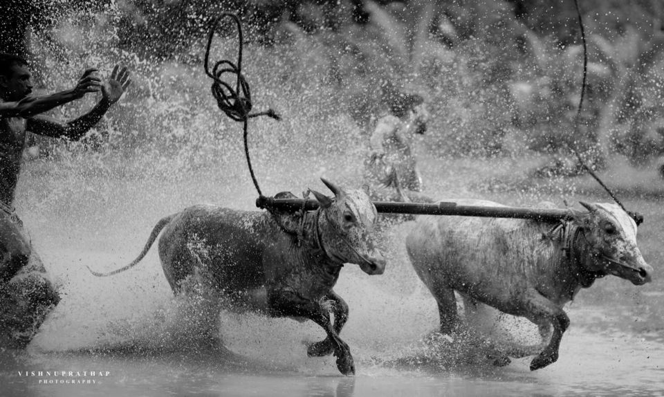 Photo of India's Most Offbeat And Dangerous Sport: Bull Surfing In Kerela by Sakshi Nahar Dhariwal