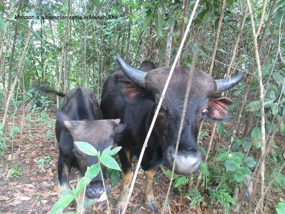 Photo of Mechuka Village by Neeva Boro
