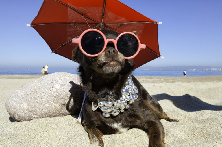 Photo of 7 Unusual Ways to Experience Puerto Vallarta by ariel