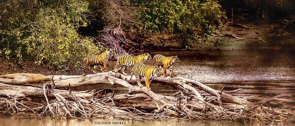 Photo of सवाई माधोपुर, Rajasthan, India by gunjan upreti