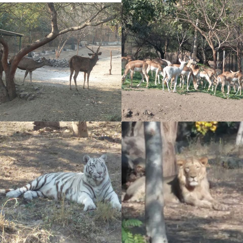 Photo of Pradhyuman Park, Rajkot, Gujarat, India by surekhaprabhu