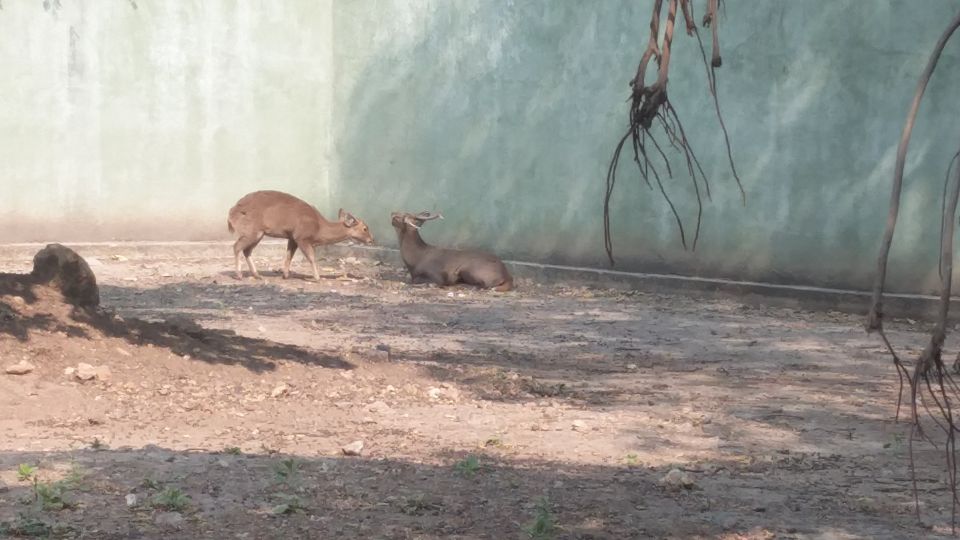 Photo of Blissful trip to Duuwarika, Somnathji and Kutch (Part 2) by surekhaprabhu