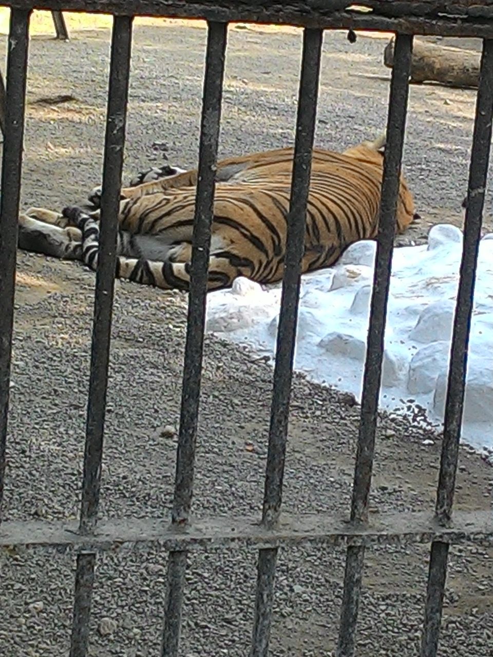 Photo of Sakkarbaug Zoological Garden, Junagadh, Gujarat, India by surekhaprabhu