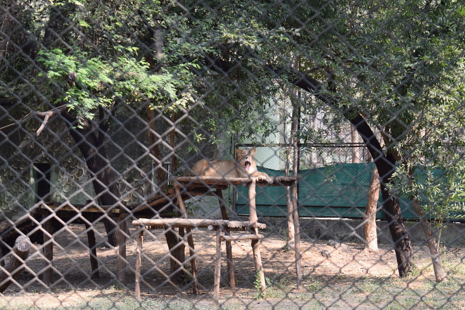 Photo of Sakkarbaug Zoological Garden, Junagadh, Gujarat, India by surekhaprabhu