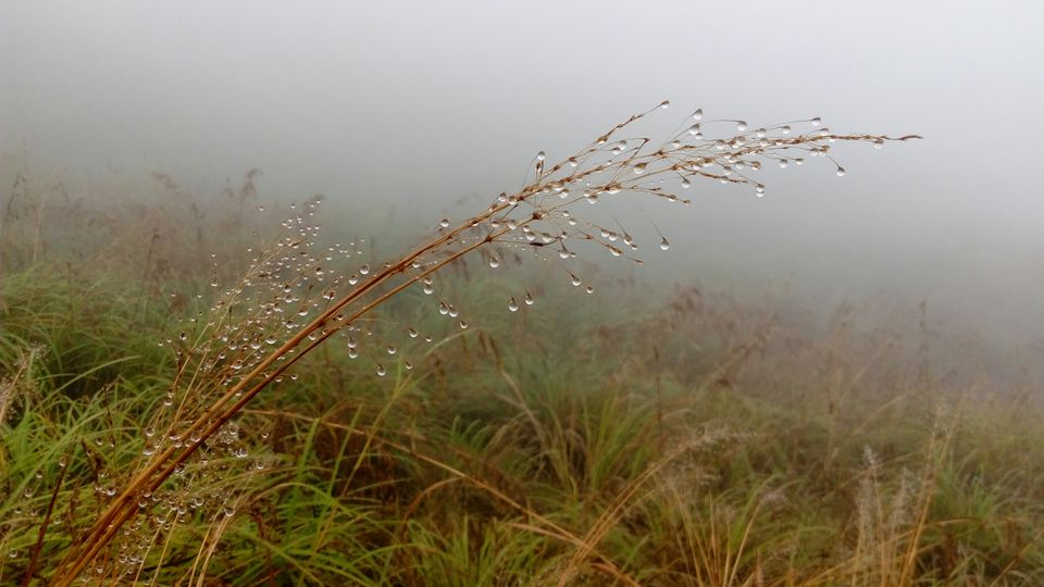 Photo of Wayanad: A perfect blend Anyone can Ask for. by Viraat Yashvardhan