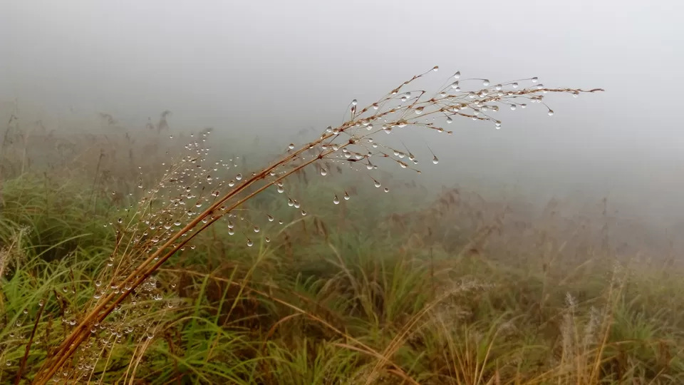 Photo of Wayanad: A perfect blend Anyone can Ask for. by Viraat Yashvardhan