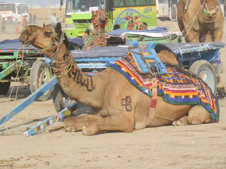 Photo of Rann Utsav, Gorewali, Gujarat, India by theboardroombackpackers