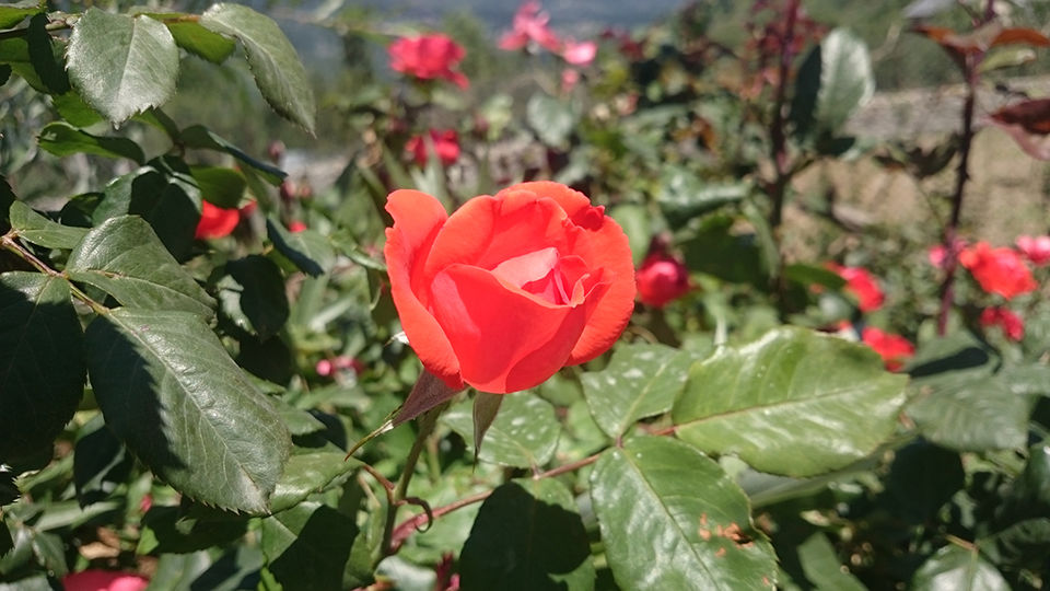 Photo of What I discovered during my trekking trip to "Hampta Pass"! by milan patel