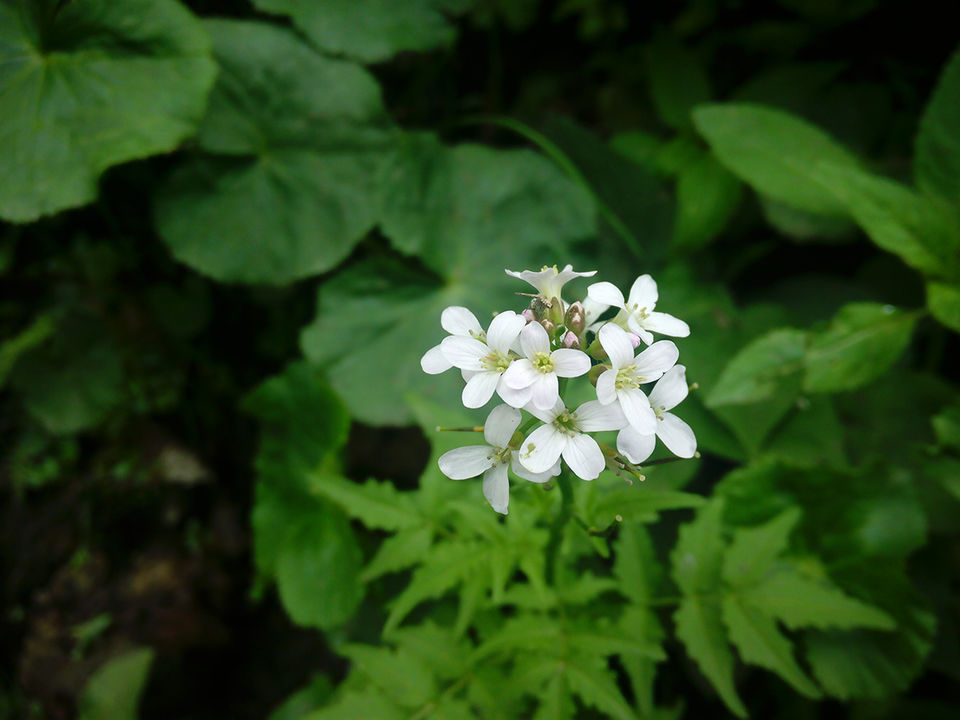 Photo of What I discovered during my trekking trip to "Hampta Pass"! by milan patel