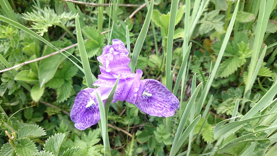 Photo of What I discovered during my trekking trip to "Hampta Pass"! by milan patel