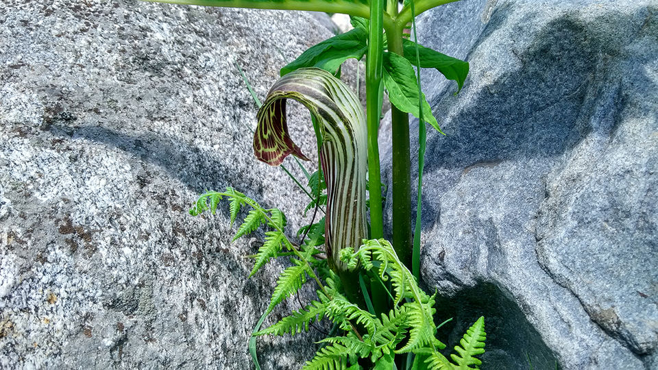 Photo of What I discovered during my trekking trip to "Hampta Pass"! by milan patel