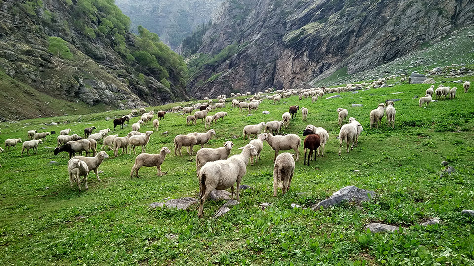 Photo of What I discovered during my trekking trip to "Hampta Pass"! by milan patel