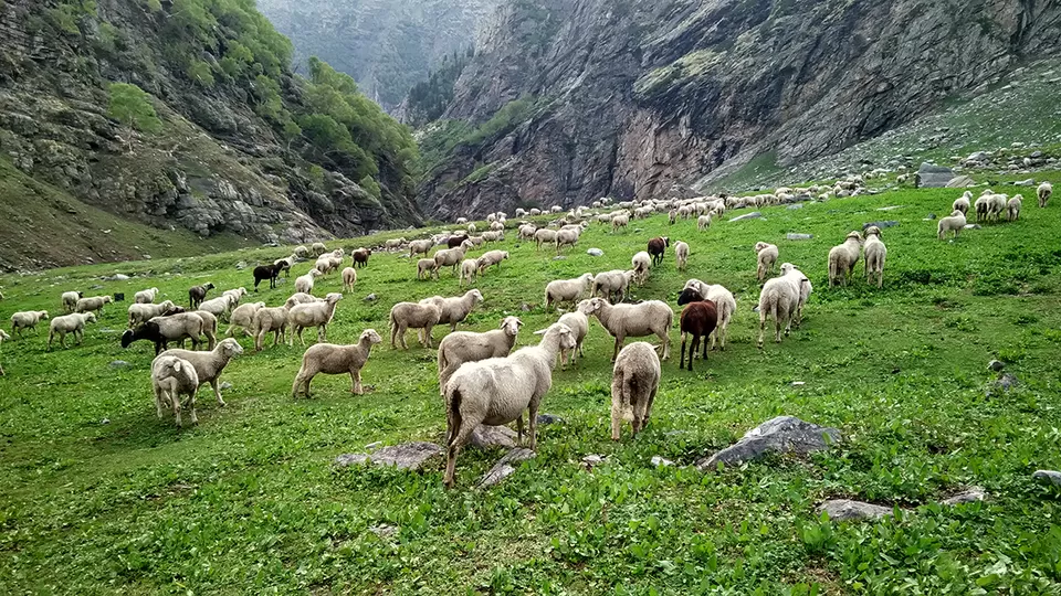 Photo of What I discovered during my trekking trip to "Hampta Pass"! by milan patel