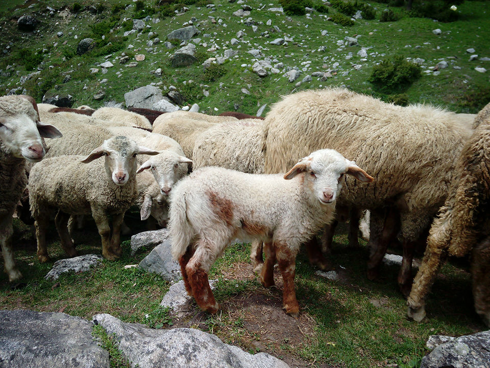 Photo of What I discovered during my trekking trip to "Hampta Pass"! by milan patel