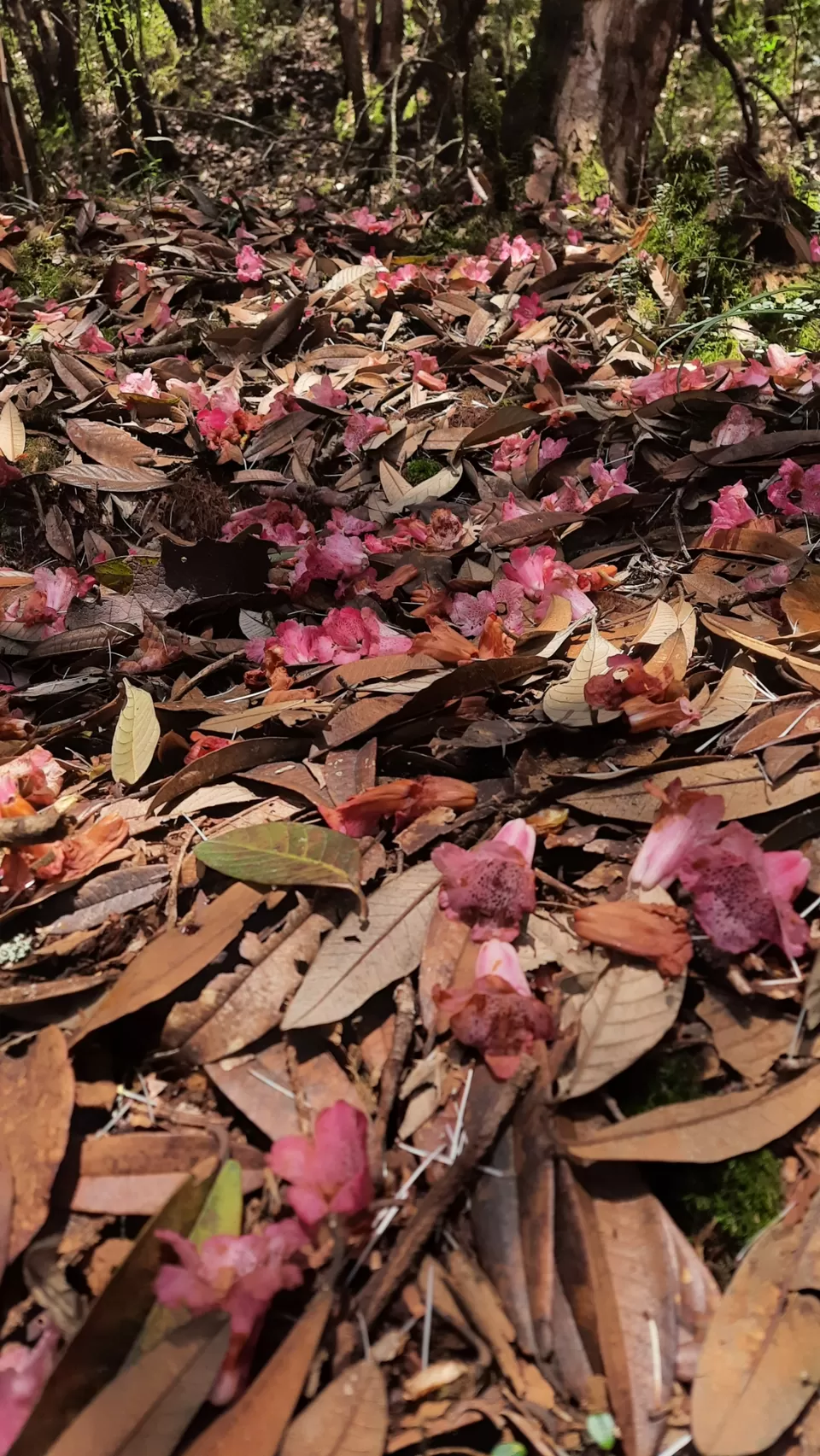 Photo of Okhrey by Nivedita Singh