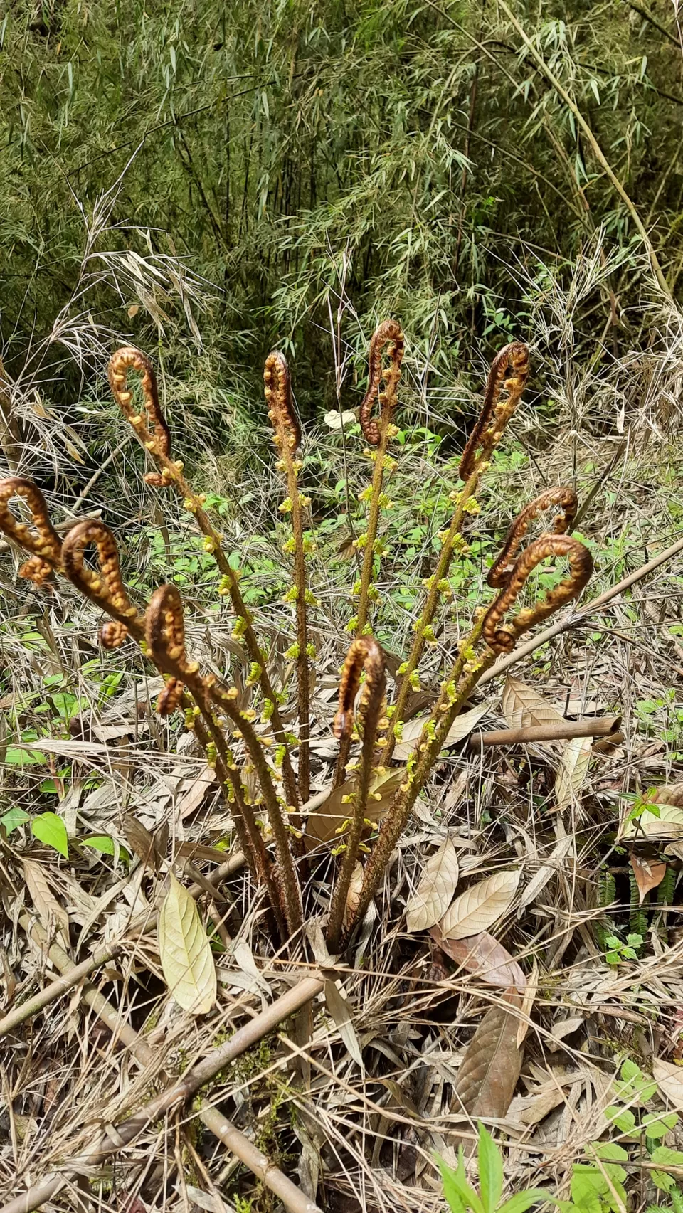 Photo of Okhrey by Nivedita Singh