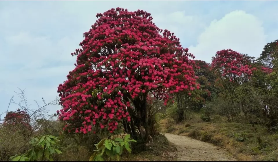 Photo of Okhrey by Nivedita Singh