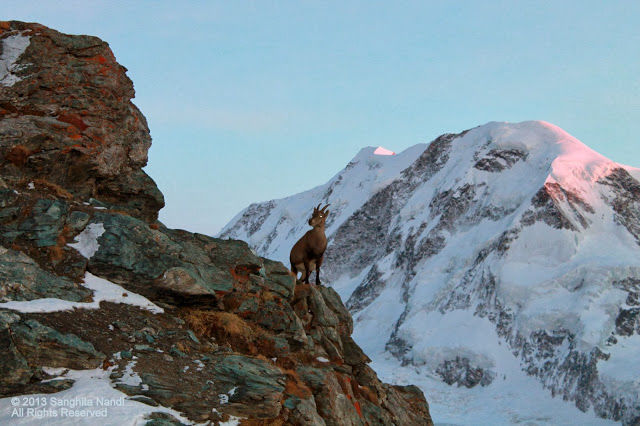 Photo of With love, Zermatt 12/16 by Sanghita Nandi
