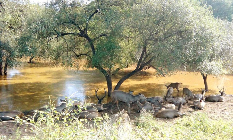 Photo of Alwar - Paradise for Heritage monuments & relaxed weekend. 20/31 by Supaviter Singh