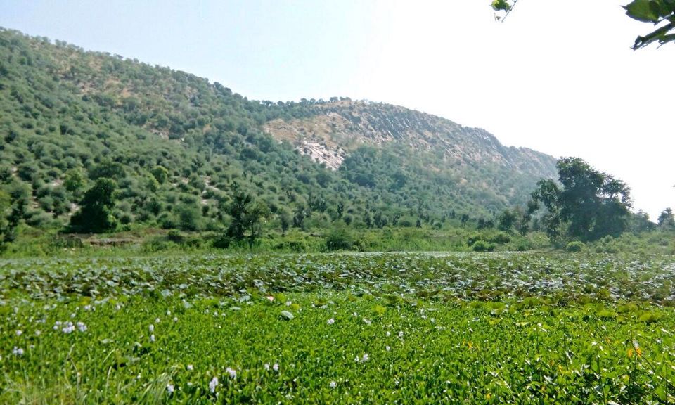 Photo of Alwar - Paradise for Heritage monuments & relaxed weekend. 30/31 by Supaviter Singh