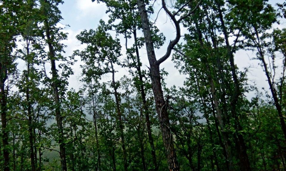 Photo of Hotel Shantiraj Hill View, Lansdowne, Uttarakhand, India by Supaviter Singh