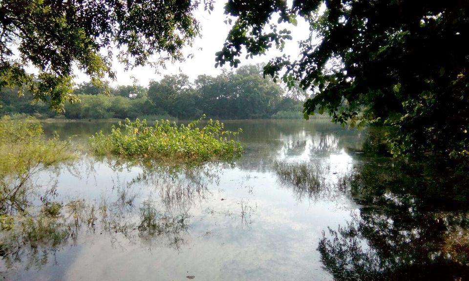 Photo of Keoladeo National Park, Bharatpur, Rajasthan, India by Supaviter Singh