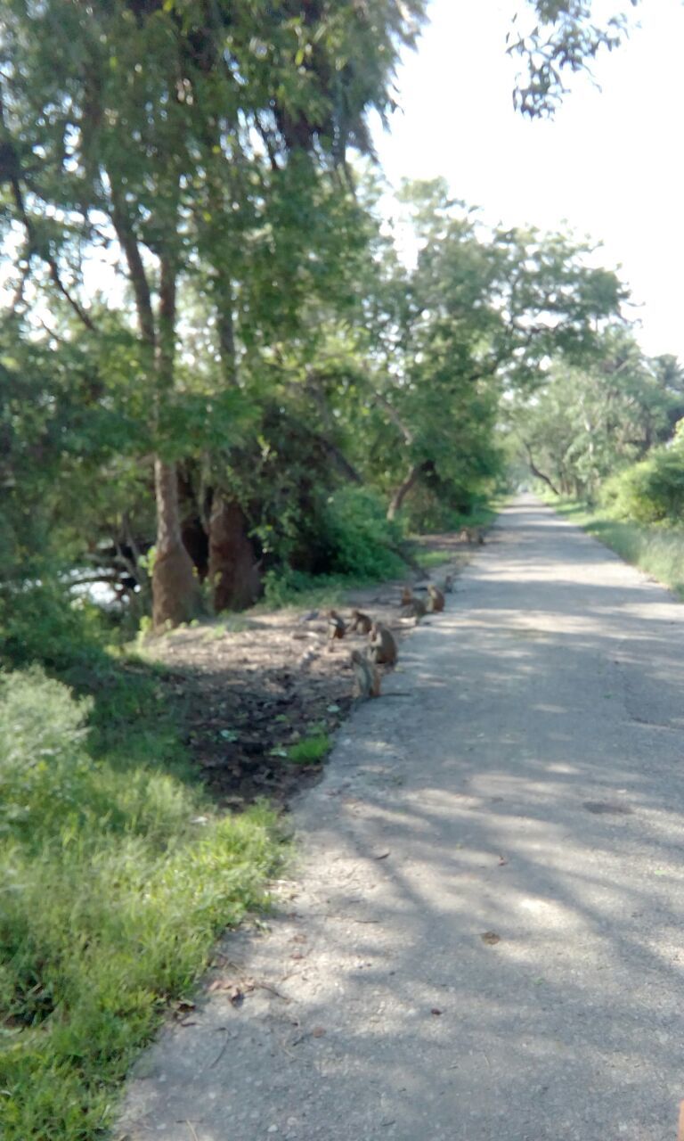 Photo of Keoladeo National Park, Bharatpur, Rajasthan, India by Supaviter Singh