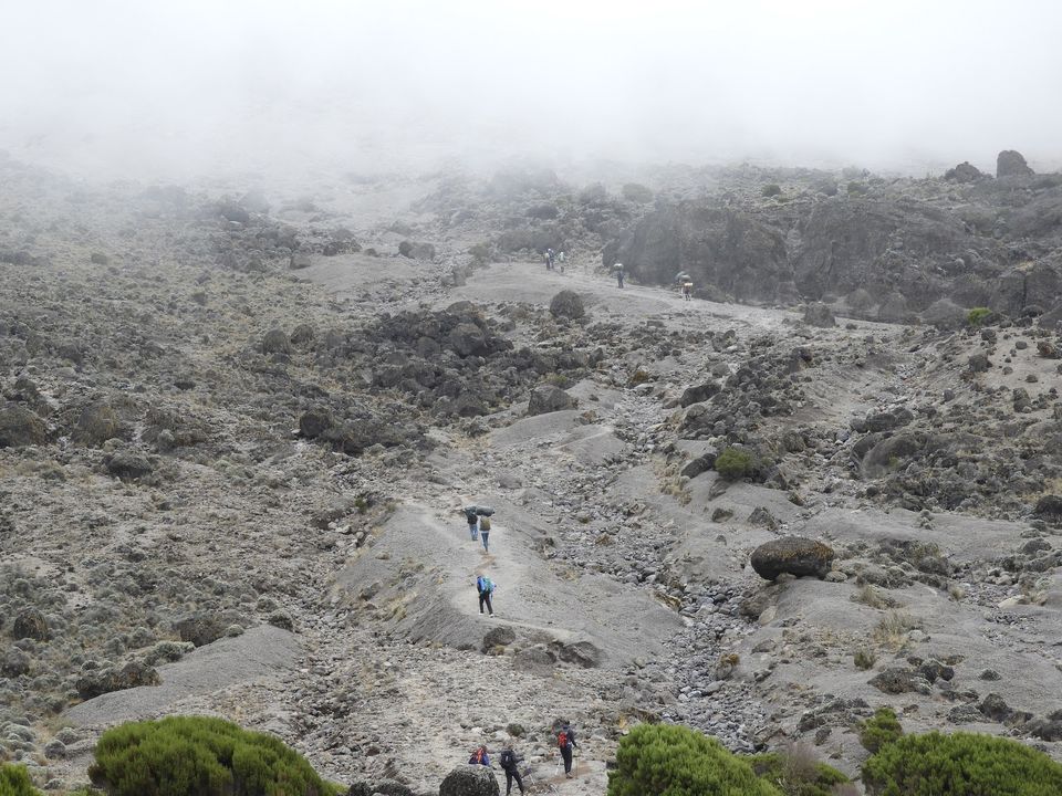 Photo of Climbing Mt. Kilimanjaro via 7 days Machame route and 2 days Tanzanian wildlife safari by Nakul Singh