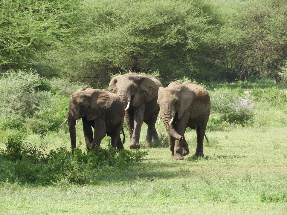 Photo of Ngorongoro Crater, Tanzania by Nakul Singh