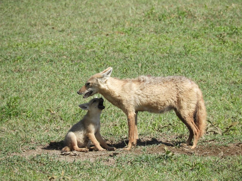Photo of Ngorongoro Crater, Tanzania by Nakul Singh