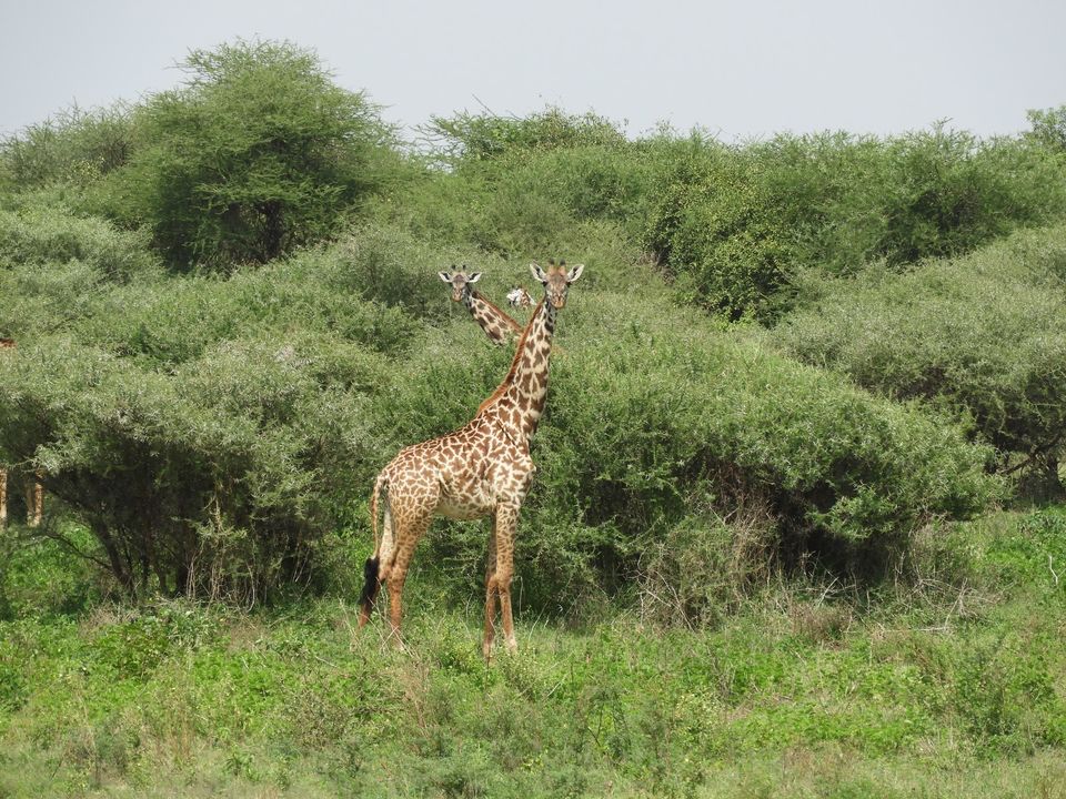 Photo of Ngorongoro Crater, Tanzania by Nakul Singh