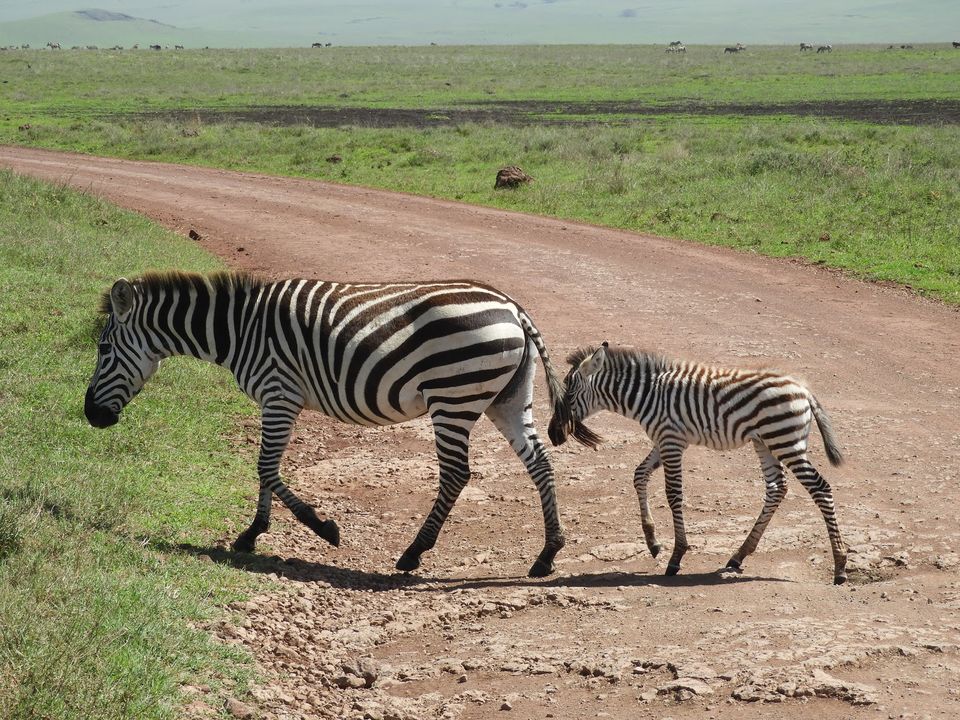 Photo of Ngorongoro Crater, Tanzania by Nakul Singh