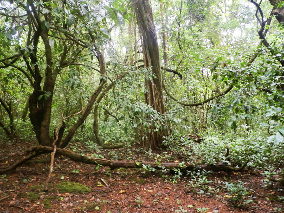 Photo of Agumbe "The Cherrapunji of the South" 2/3 by Do Ghumakkad
