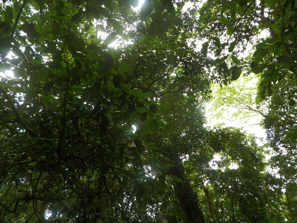 Photo of Agumbe "The Cherrapunji of the South" 3/3 by Do Ghumakkad