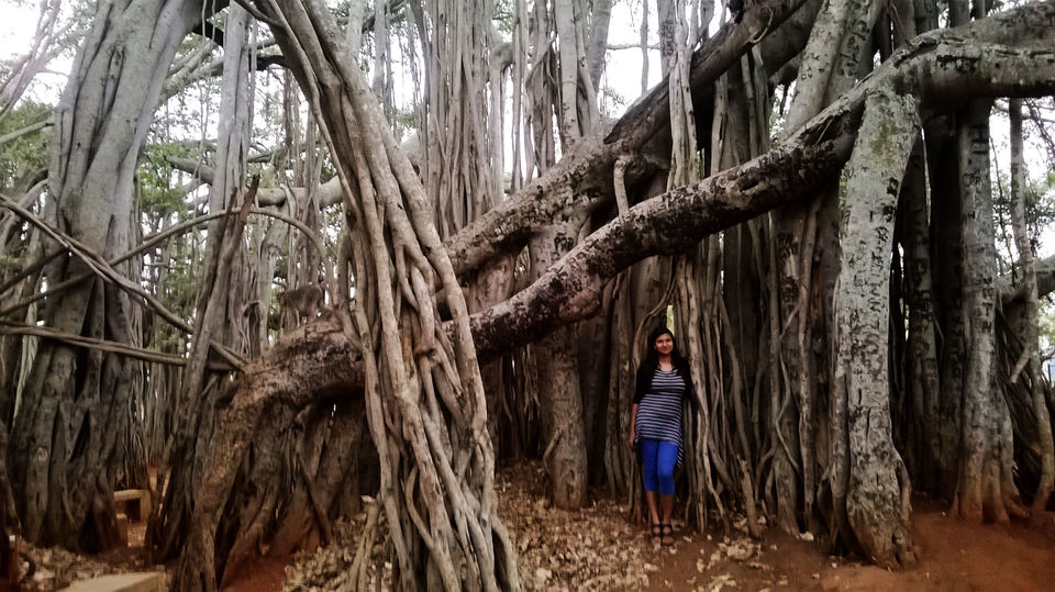 Photo of Dodda Aladha Mara : 400 year old giant Banyan Tree 1/3 by Do Ghumakkad