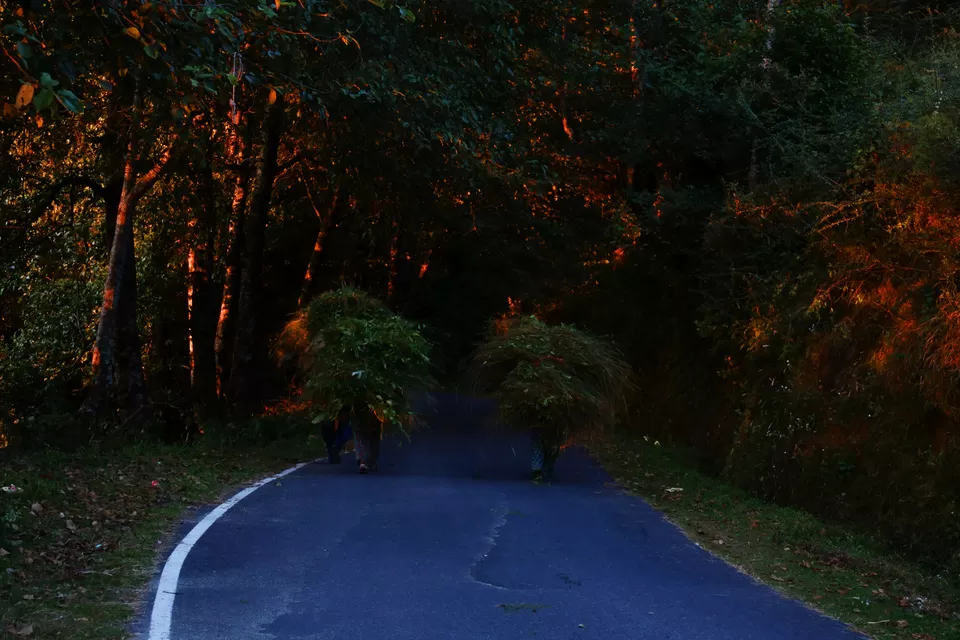 Photo of Chaukori, Uttarakhand, India by Do Ghumakkad