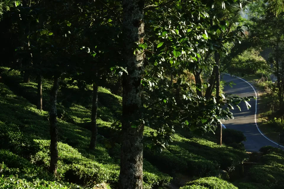 Photo of Chaukori, Uttarakhand, India by Do Ghumakkad