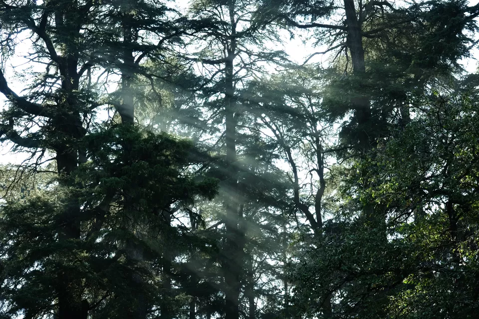 Photo of Chaukori, Uttarakhand, India by Do Ghumakkad