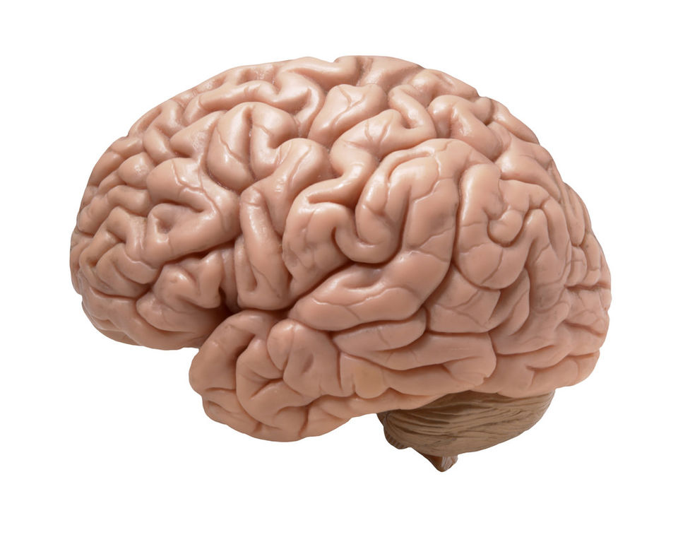 Photo of NIMHANS The Brain Museum, where you can hold a real human brain in your hands. by Do Ghumakkad