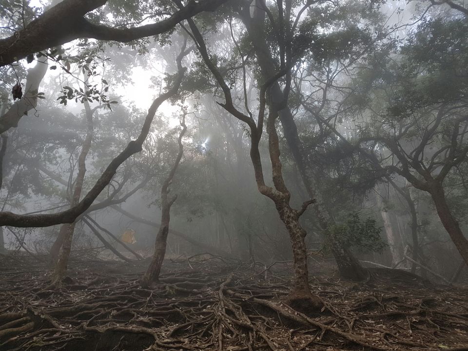 Photo of Enchanting Kodaikanal in Winter by Adhiraj Sarker