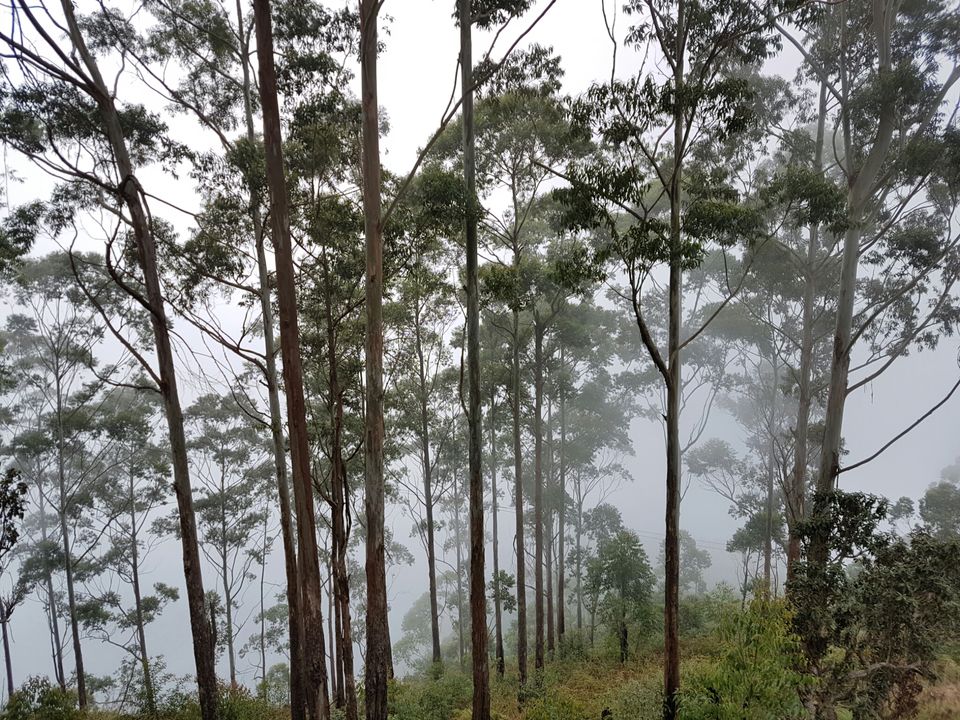 Photo of Enchanting Kodaikanal in Winter by Adhiraj Sarker