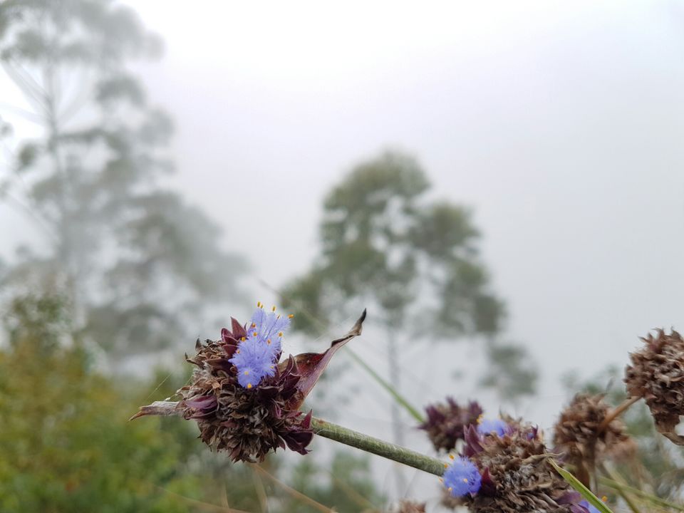 Photo of Enchanting Kodaikanal in Winter by Adhiraj Sarker