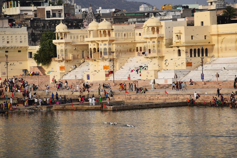 Photo of Journey to know Bizarre of largest camel fair in Pushkar mela. 1/1 by Jimish Parekh