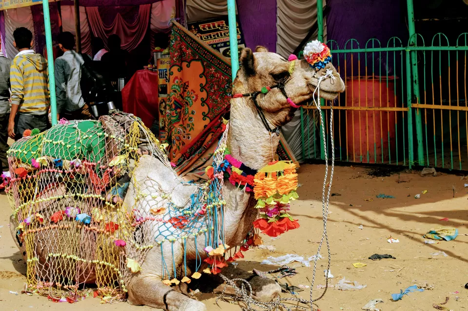 Photo of Savitri Temple Trail, Pushkar, Rajasthan, India by Jimish Parekh