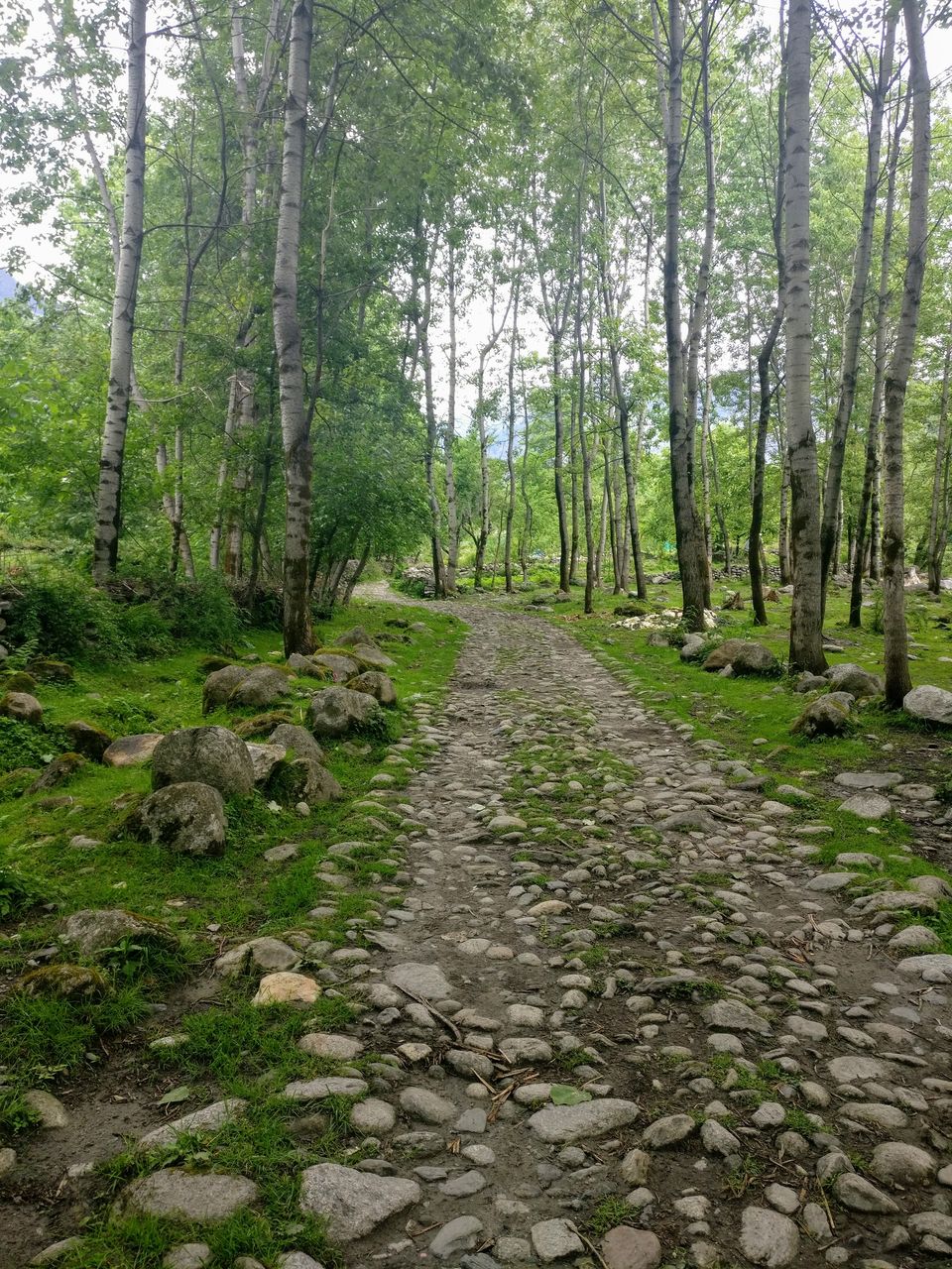 Photo of 3 crazies, couple of villages & unknown trails to trek upto Jogini falls in Manali by Jimish Parekh
