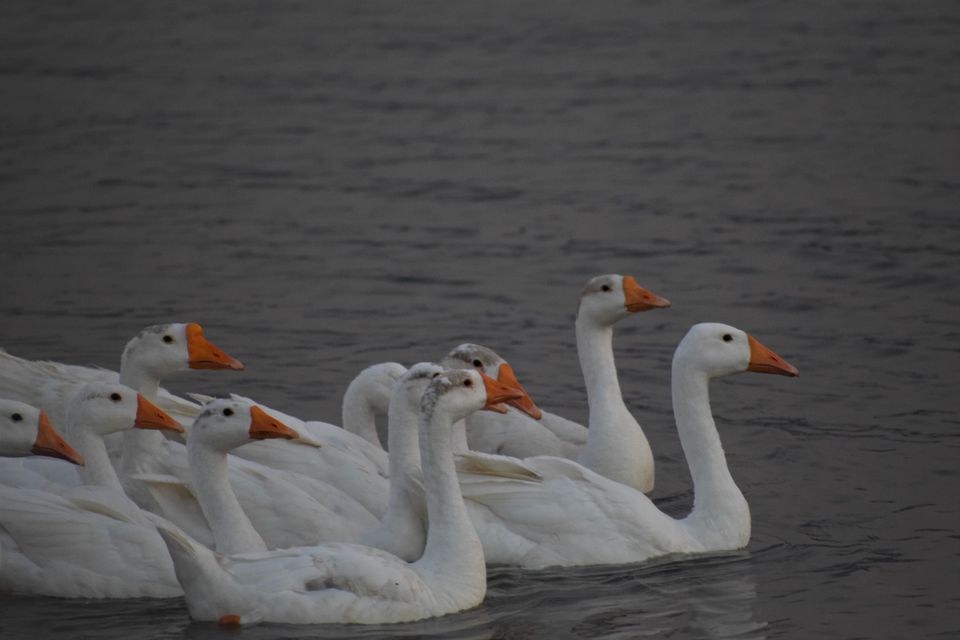 Photo of Kasarsai Dam, Maharashtra by Jimish Parekh