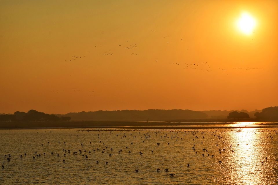 Photo of A serendipitous morning ride to bird sanctuary called Thol lake from Ahmedabad 3/4 by Jimish Parekh