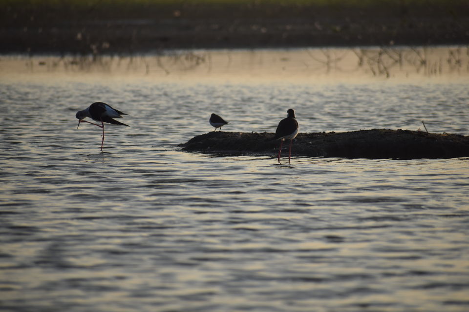 Photo of Thol Bird Sanctuary, Thol, Gujarat, India by Jimish Parekh