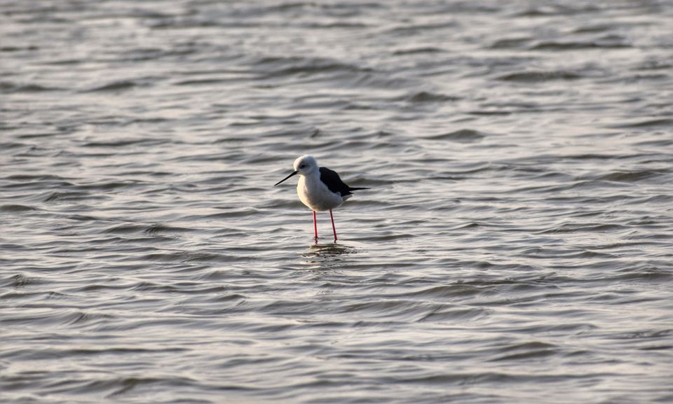 Photo of Thol Bird Sanctuary, Thol, Gujarat, India by Jimish Parekh